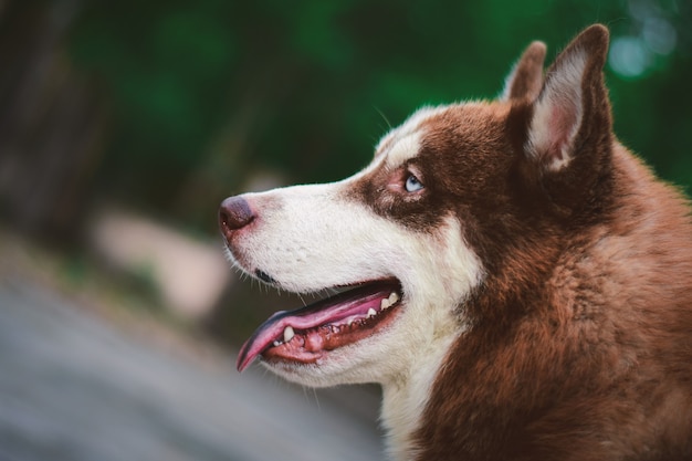 写真 かわいいシベリアンハスキー犬に座って、庭で何かを見て