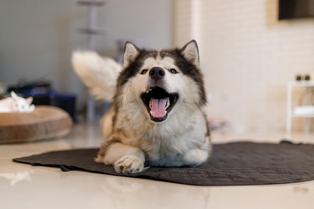 幸せそうに笑っているかわいいシベリアン ハスキー犬