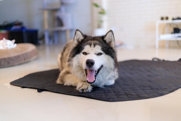 A cute Siberian Husky dog smiling with happiness