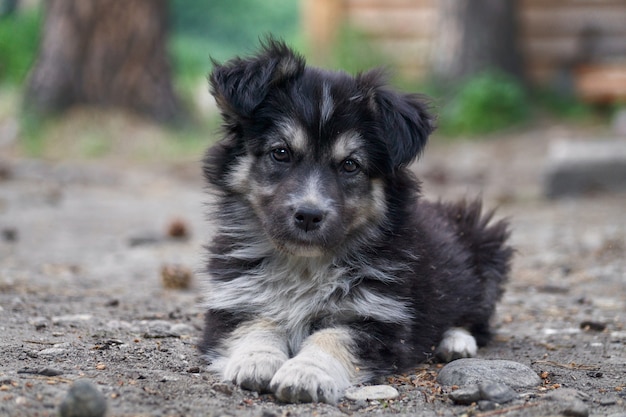 草の上に座ってかわいいシベリアンハスキー子犬
