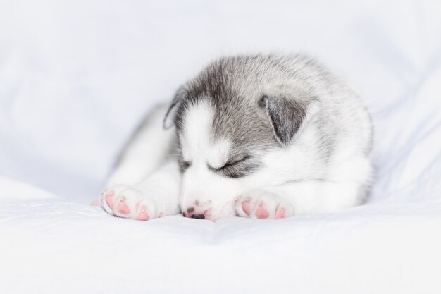 흰색 배경에 앉아 귀여운 시베리안 허스키 강아지