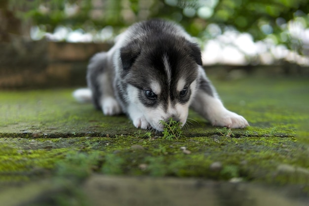 地面のコケのにおいがするかわいいシベリアン ハスキーの子犬