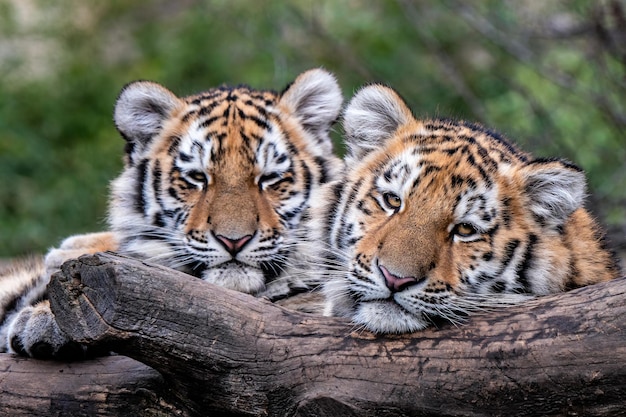 Cute siberian tiger cub Panthera tigris altaica