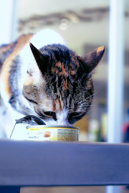 Foto simpatico gatto malato in attesa del veterinario