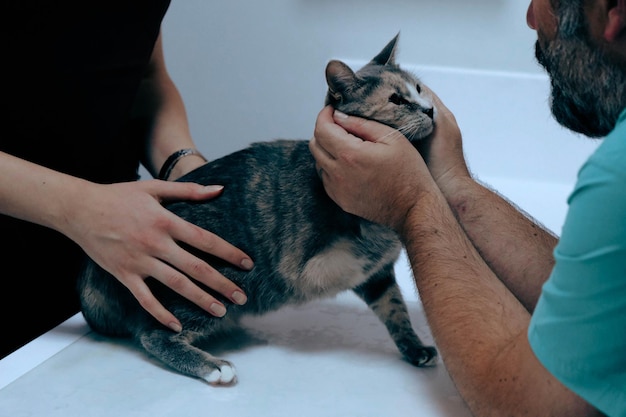 獣医を待っているかわいい病気の猫