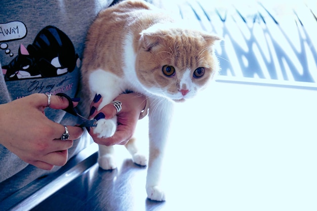 cute sick cat waiting for the vet