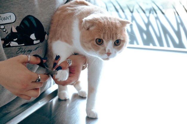 Photo cute sick cat waiting for the vet