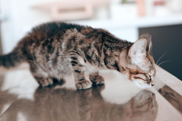 獣医を待っているかわいい病気の猫