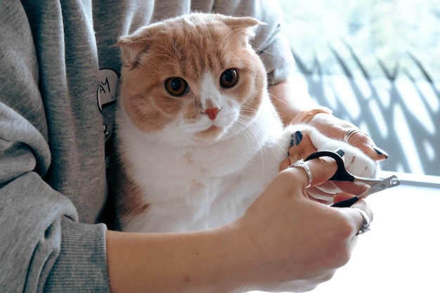 cute sick cat waiting for the vet
