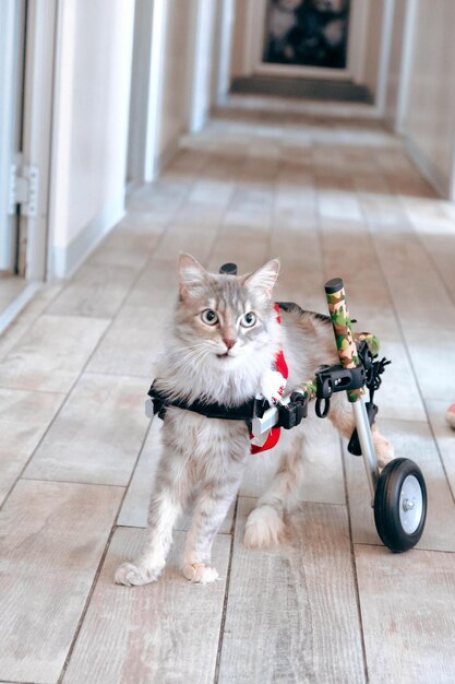 Foto simpatico gatto malato in attesa del veterinario