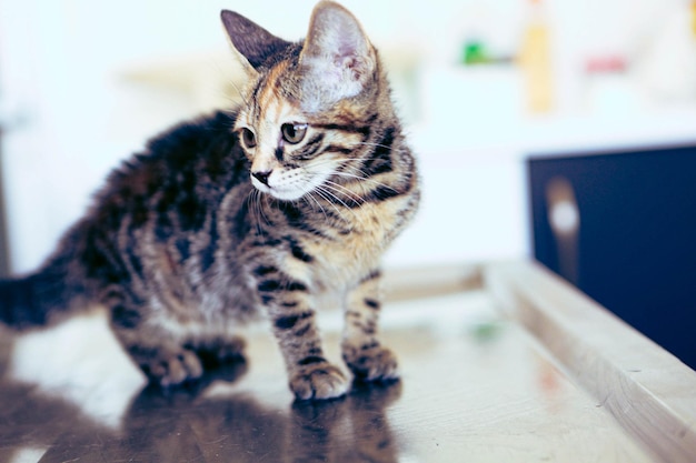 Simpatico gatto malato in attesa del veterinario