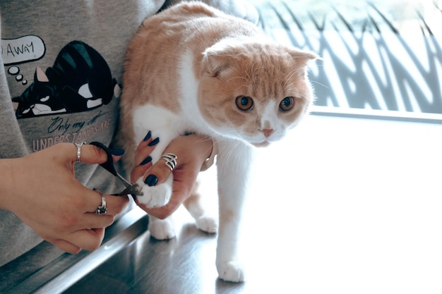 cute sick cat waiting for the vet