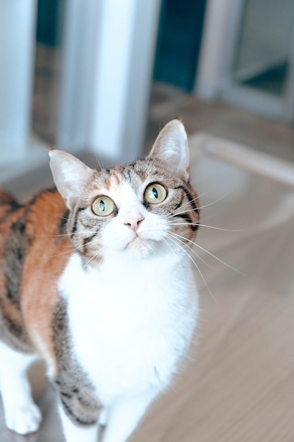 cute sick cat waiting for the vet