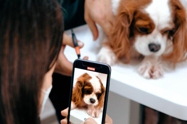 写真 獣医を待っているかわいい病気の犬