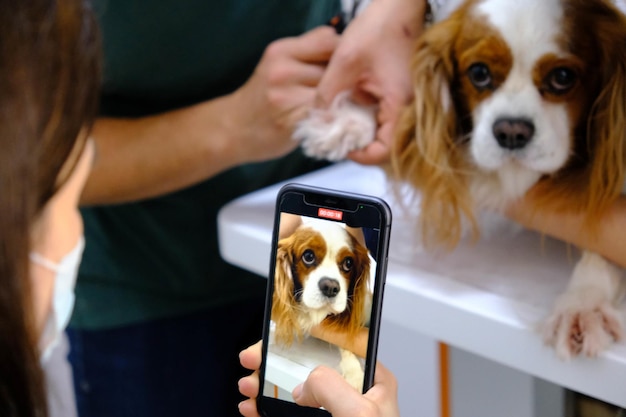 Foto simpatico cane malato in attesa del veterinario