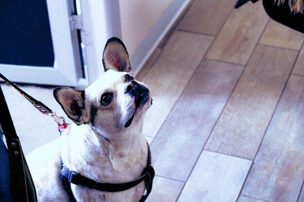 cute sick dog waiting for the vet