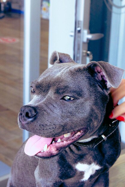 cute sick dog waiting for the vet