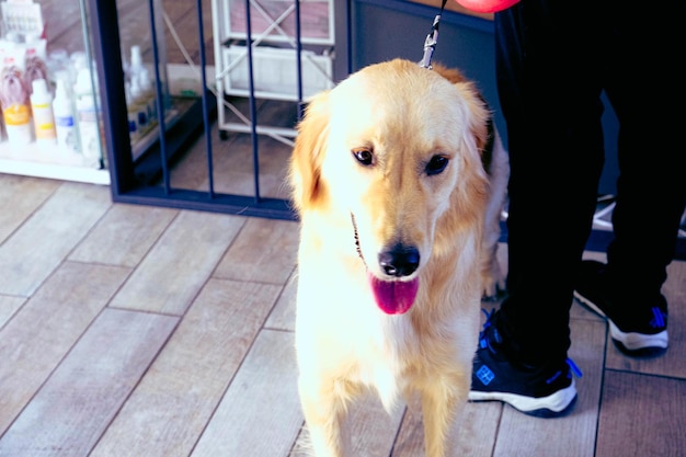 cute sick dog waiting for the vet