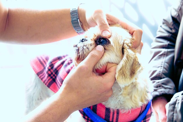 Foto simpatico cane malato in attesa del veterinario