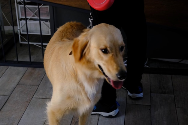 cute sick dog waiting for the vet