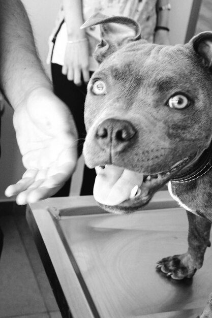 cute sick dog waiting for the vet