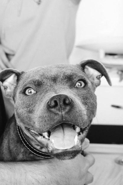 cute sick dog waiting for the vet