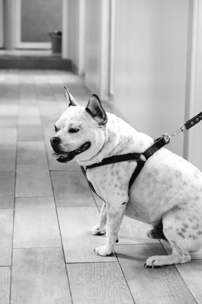 cute sick dog waiting for the vet