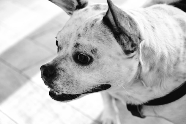 cute sick dog waiting for the vet