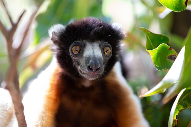 Cute Sifaka lemur on a tree