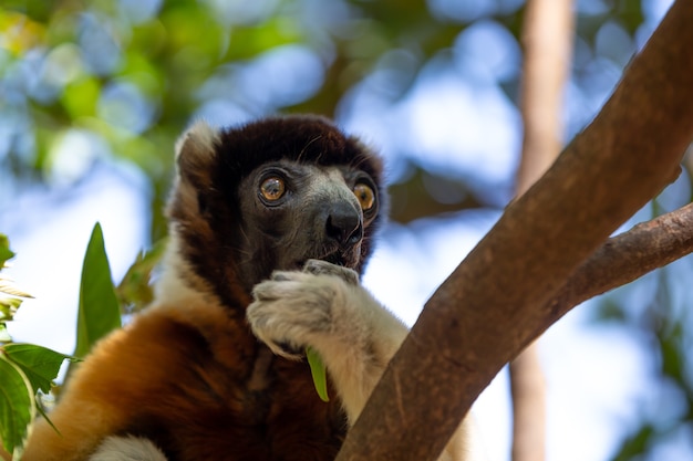 나무에 귀여운 Sifaka 여우 원숭이