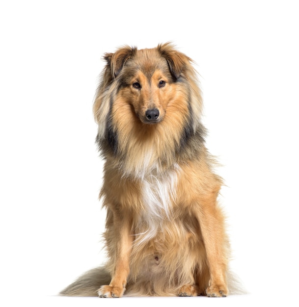 Cute Sitting Sheltie Dog