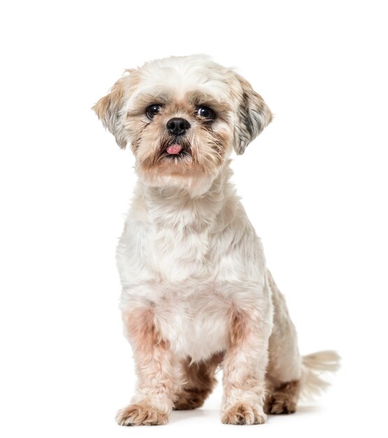 Cute sitting Shih Tzu Dog