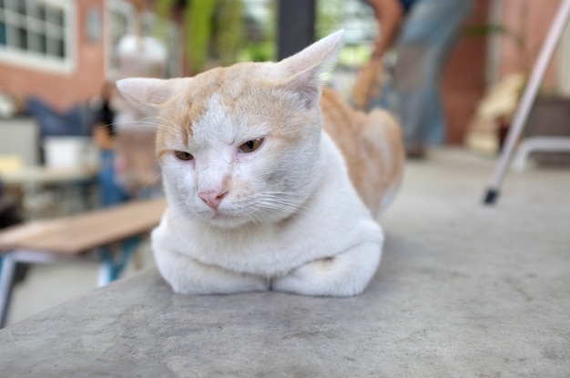 바닥에 귀여운 잠자는 고양이