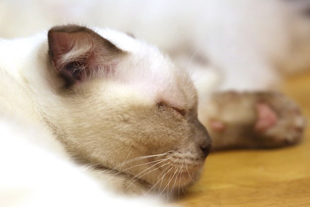 Primo piano sveglio del gatto del gattino di sonno, testa