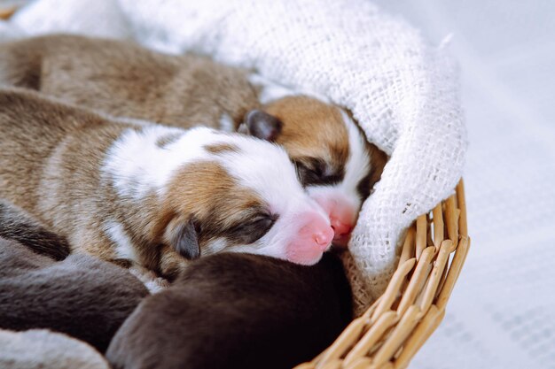 Cute sleepy innocent welsh corgi puppies lying in blanket of wicker basket on white background Animal care and love