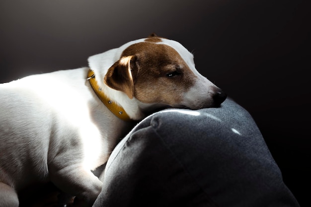 Cute sleepy Jack Russell Terrier puppy resting on a dog bed in the rays of sunlight A small charming dog with funny spots on the fur lies on the ottoman