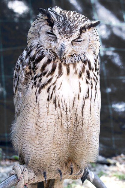 Cute sleepy owl perching in captivity