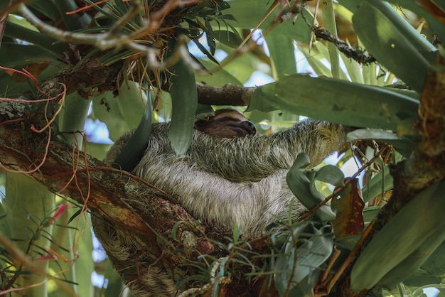 Photo cute sloth hanging on tree branch perfect portrait of wild animal in the rainforest of costa rica