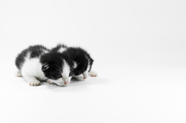 Cute small black and white kitten on a white backgroundFirst day after birth