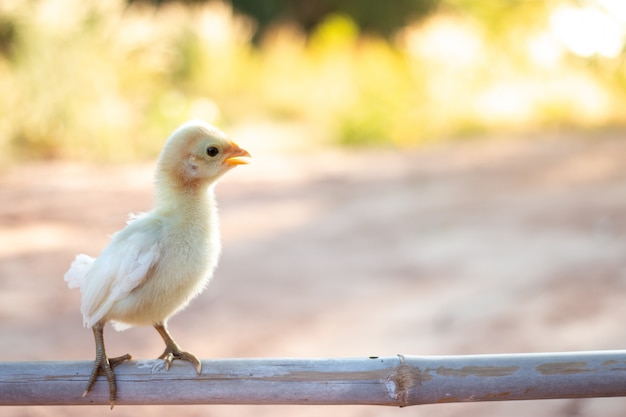 Cute small chicks In nature, the soft sunlight in the morning