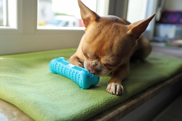 窓枠におもちゃでかわいい小さなチワワ犬