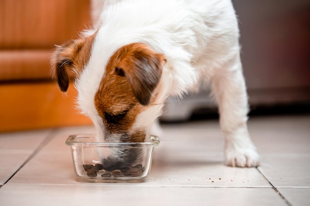귀여운 작은 개는 개밥을 먹고 닫습니다.비타민 섬세함, 개를 위한 건강한 식단, 잭 러셀 테리어는 마른 음식을 먹습니다