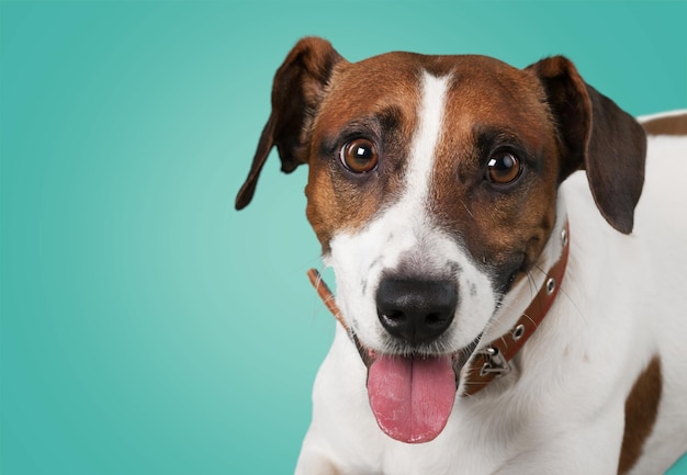 Cute small dog Jack Russell terrier on  background