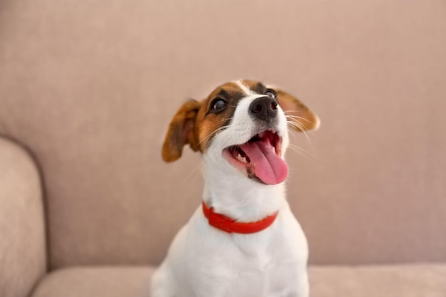 Cute small dog Jack Russell terrier on couch