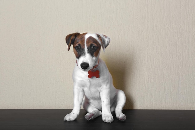 Симпатичная маленькая собака Джек Рассел терьер на светлом фоне