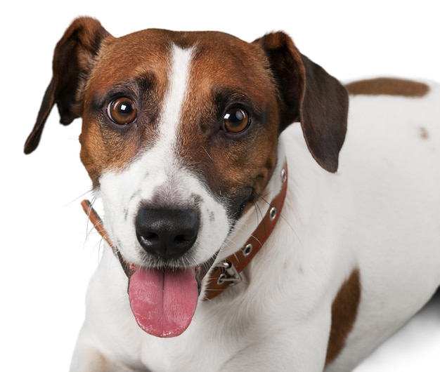 Cute small dog Jack Russell terrier on white background