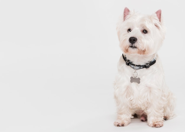 写真 座っているかわいい小型犬