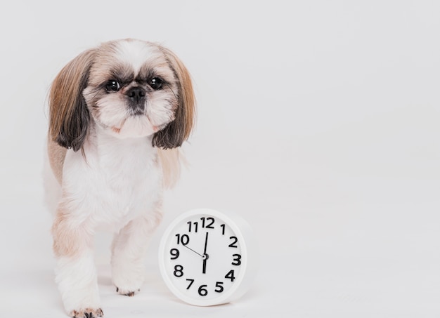 写真 時計のかわいい小型犬