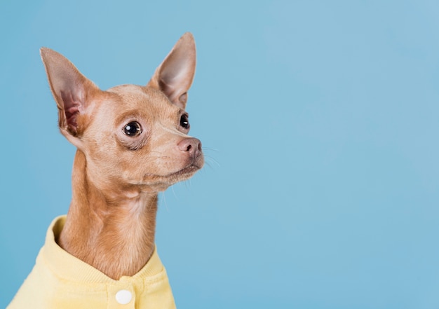 コピースペースでかわいい小型犬