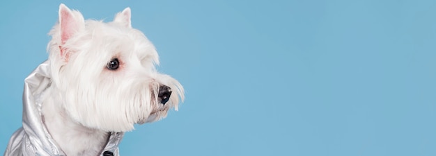 コピースペースでかわいい小型犬